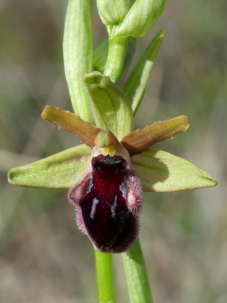 Ophrys promontorii e forme variabili  Lazio e Abruzzo aprile e maggio 2018